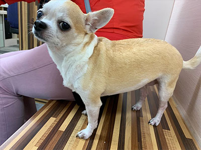 一直吃不胖+拉肚子? 認識狗狗的胰外分泌不足(EPI)