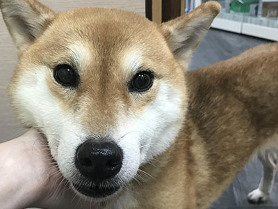 狗外耳炎：耳朵搔癢甩頭發炎