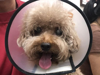 腸子被骨頭卡住了!認識狗狗小腸異物