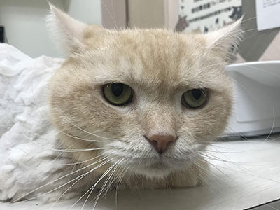 常見的致命疾病-貓咪腎損傷