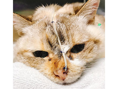 胖貓突然不吃飯，小心致命的脂肪肝