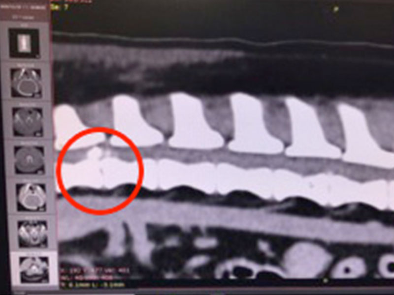 突然後肢無力哀嚎-認識狗狗椎間盤突出