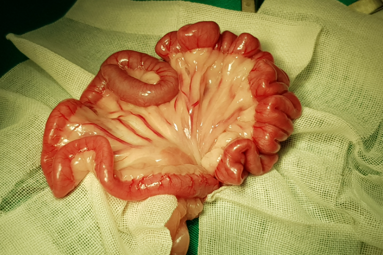 劇烈嘔吐來自致命的毛線-認識貓咪線性異物