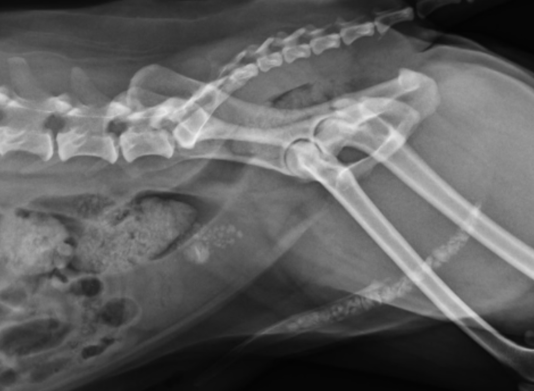 血尿、頻尿、滴尿? 狗狗的下泌尿道結石