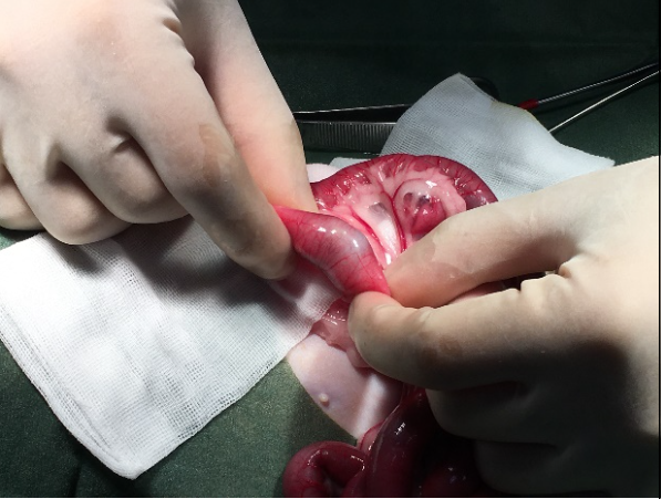 遠離巧拼! 認識貓的小腸異物