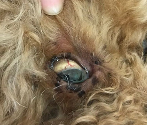 狗狗胰臟炎併發膽管阻塞-經皮抽取膽汁