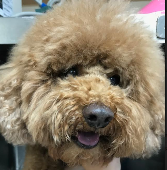 吃多喝多尿多肚子變大－狗狗的腎上腺皮質機能亢進（庫興氏症）