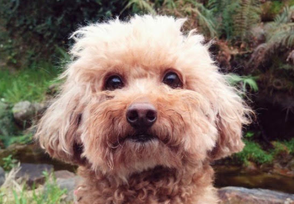 吃多喝多尿多但變瘦了-認識狗狗的糖尿病