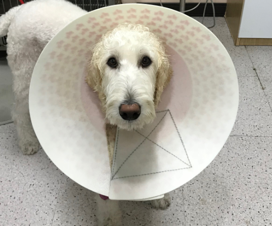 對口服藥耳藥治療無效的細菌性外耳炎  耳道內視鏡深層清潔 無創耳道內視鏡手術