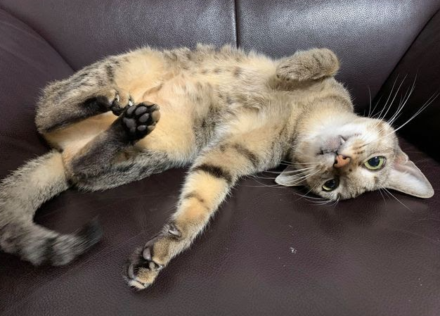 貓咪左側輸尿管阻塞 貓腎臟病 皮下輸尿管繞道手術(subcutaneous ureteral bypass, SUB)