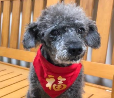 狗狗心絲蟲症外科治療 夾蟲手術狗狗心臟病