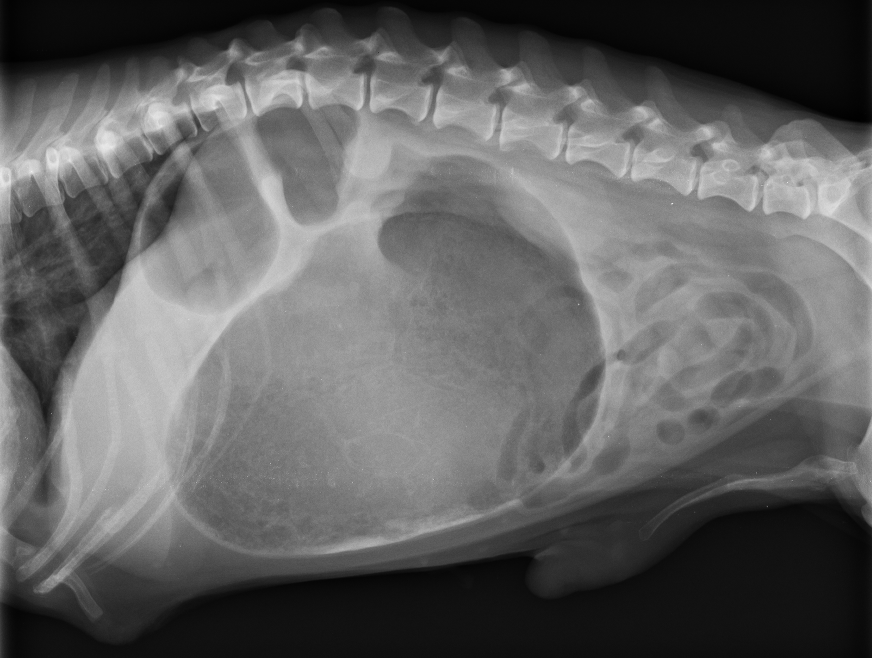 狗狗急性致命的腸胃疾病 胃擴張扭轉 Gastric dilatation-volvulus (GDV) 急診重症外科手術