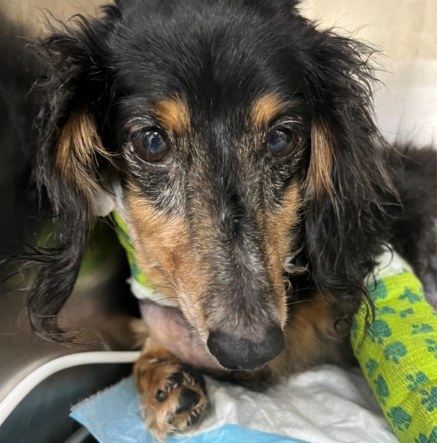 狗貓心臟病 心絲蟲感染 心臟外科手術 心絲蟲夾蟲手術