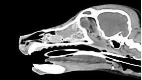 狗狗 鼻腔腫瘤 淋巴癌