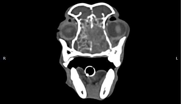 狗狗 鼻腔腫瘤 惡性上皮癌