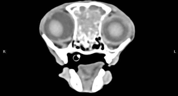 貓咪 鼻腔腫瘤腺癌 Adenocarcinoma