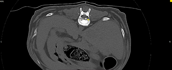 臘腸狗狗 椎間盤疾病 ivdd