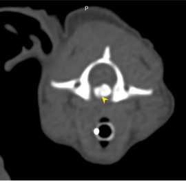 狗狗 頸椎骨折 電腦斷層影像科