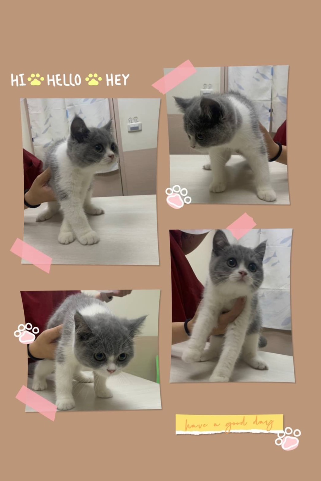 For第一次養貓的拔拔麻麻