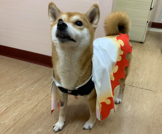 狗高惡性肥大細胞瘤 狗皮膚腫瘤  MAST CELL TUMOR  MCT