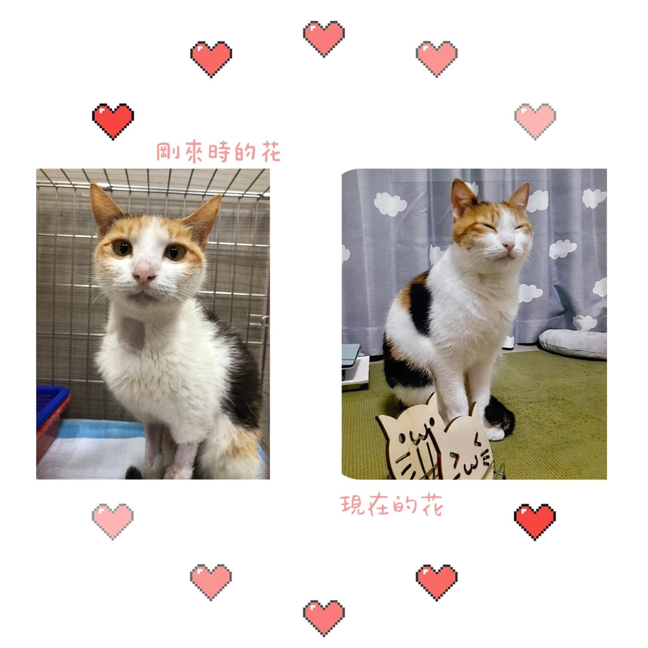 定期餵養浪貓小花