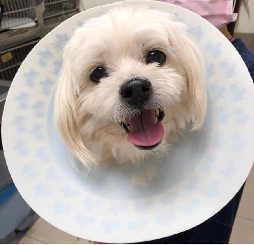 馬爾濟斯​小寶