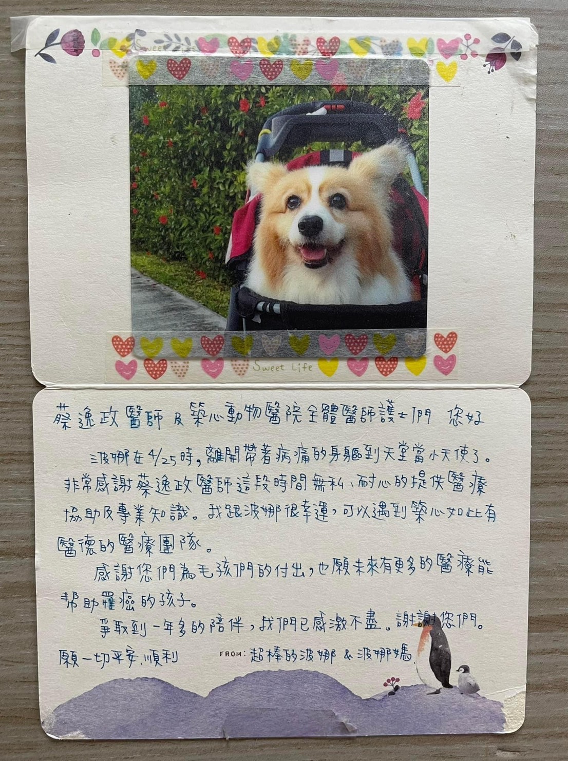 最美的小天使波娜