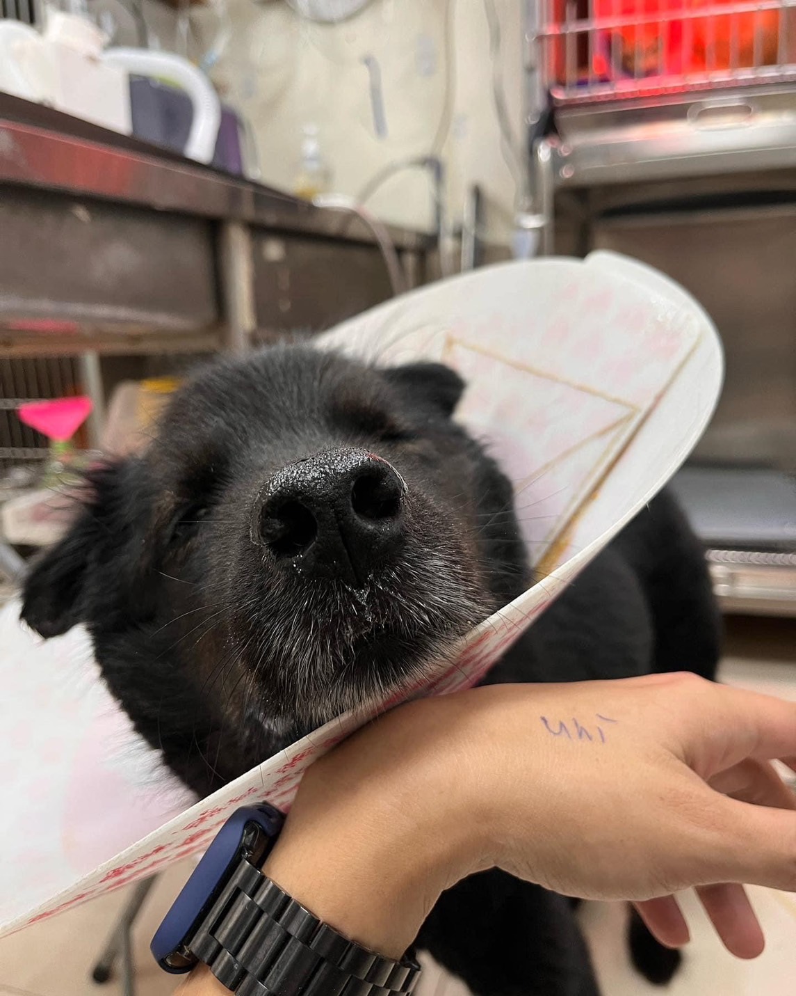 巨食道症米克斯球球