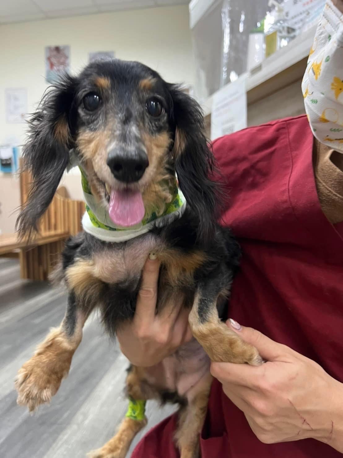 心絲蟲的預防很重要唷