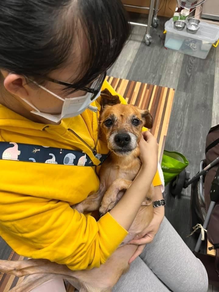 老犬老年動物照護