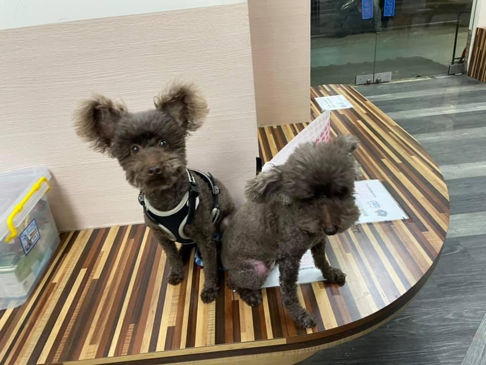 超級可愛的貴賓狗耳朵XD