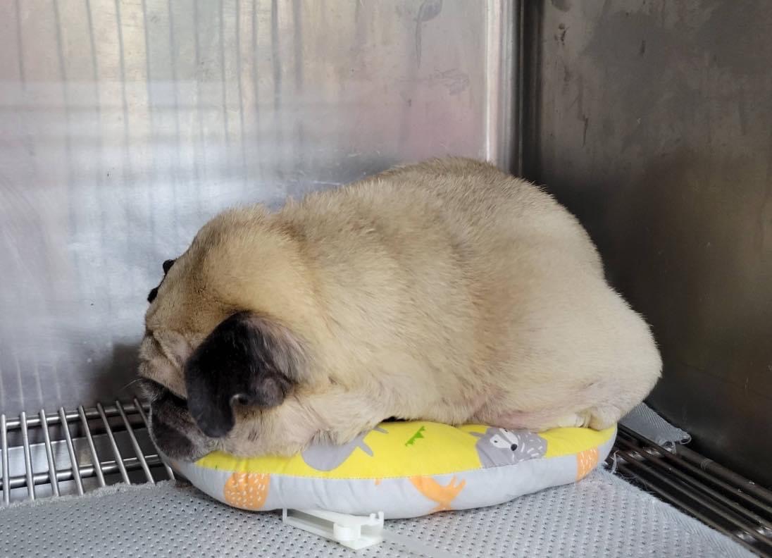 頭套用法千百種