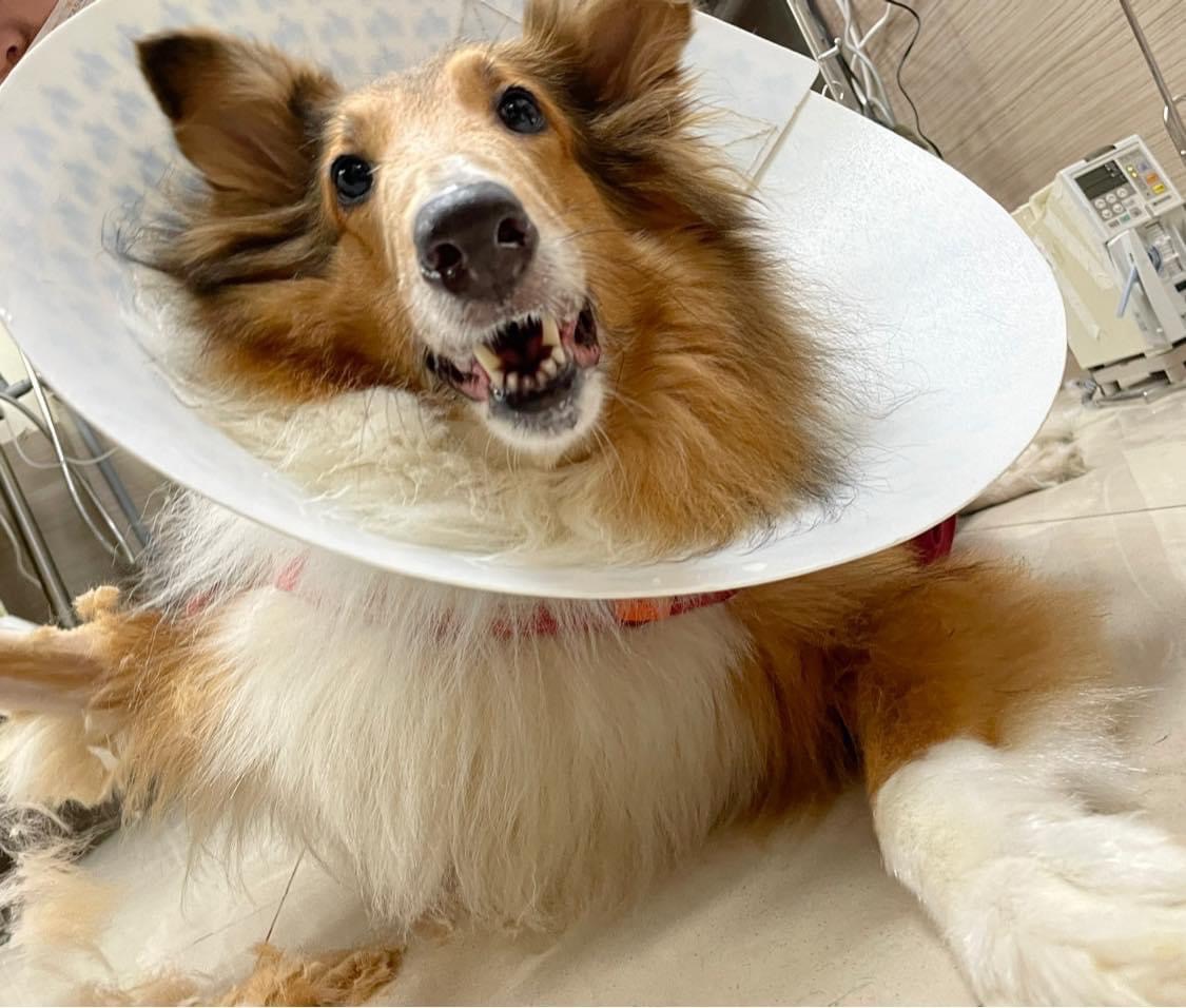 可麗牧羊犬安麗