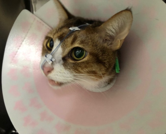 餵食管的使用時機跟比較