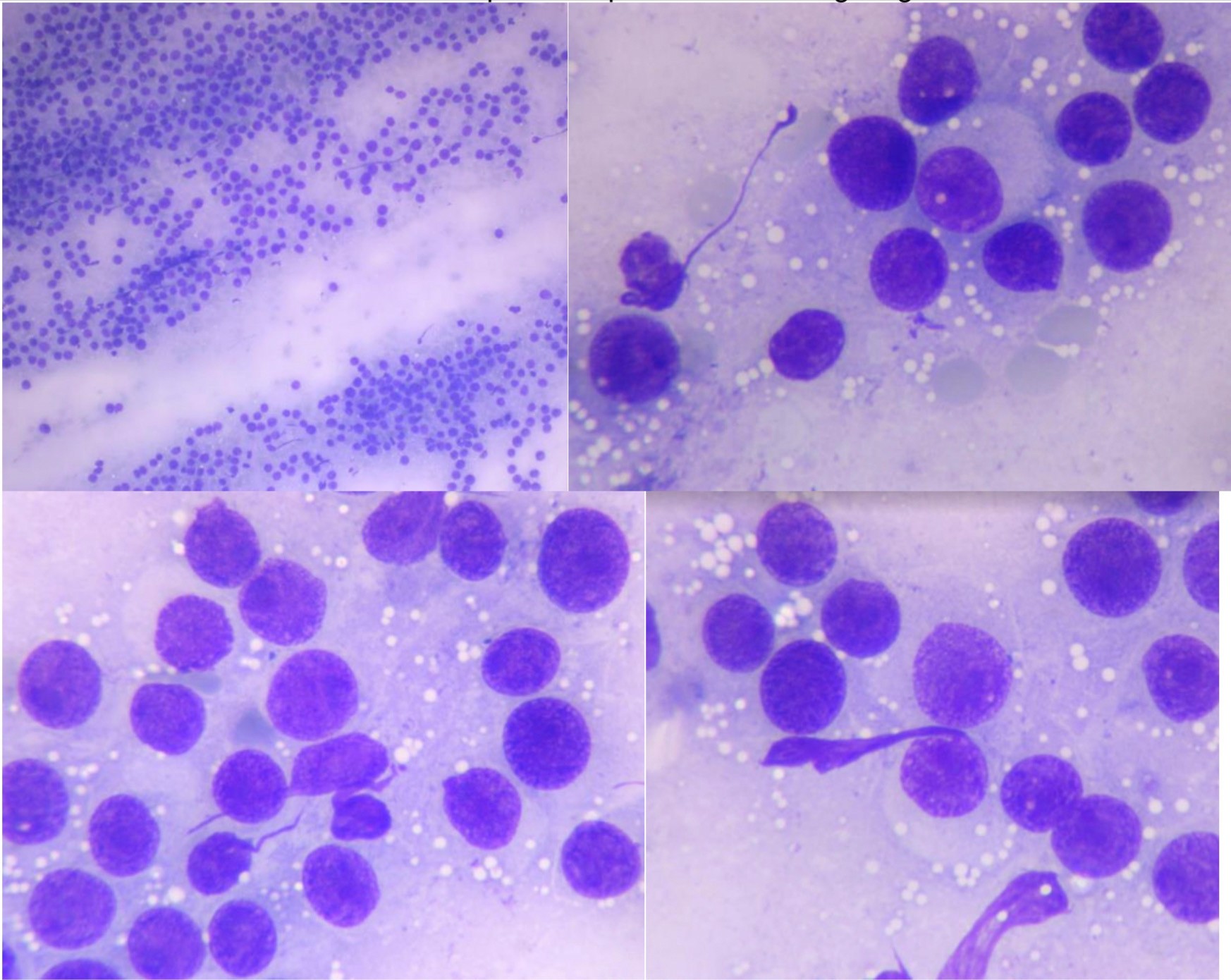 狗狗可以痊癒的腫瘤 會傳染的腫瘤 TVT 傳染性花柳性腫瘤