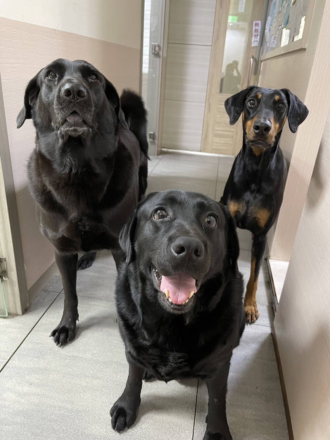 淺談犬貓心電圖和24小時連續心電圖監控設備