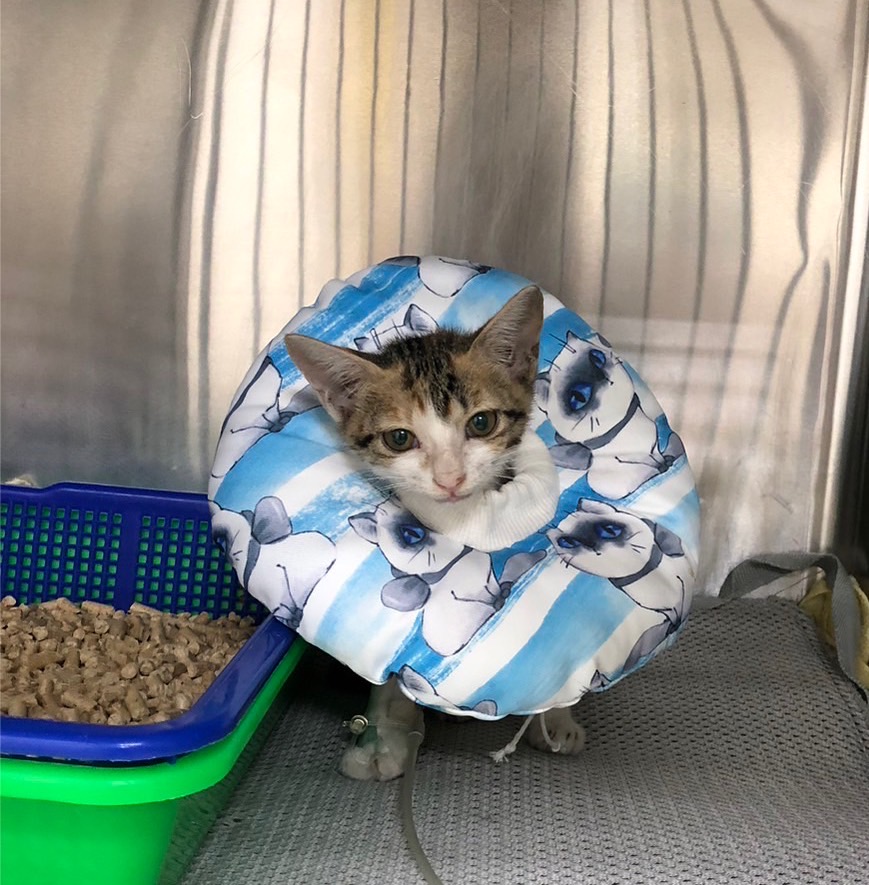 低腎上腺功能症 低鈉高鉀 厭食吐拉