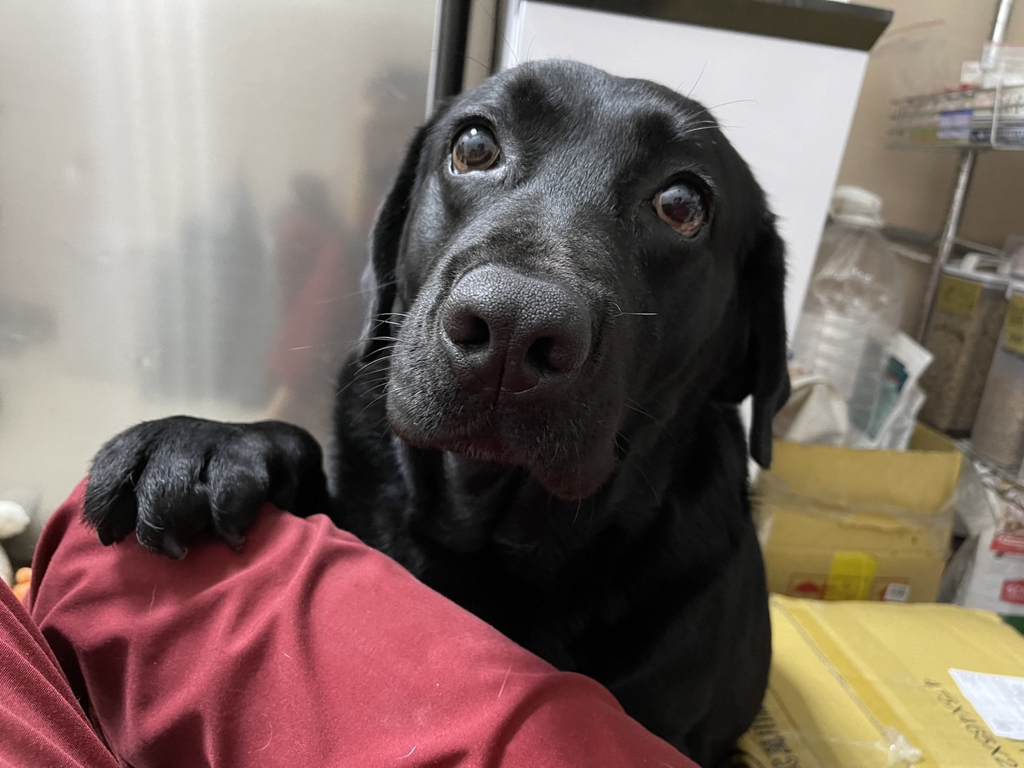 胃擴張扭轉病例分享及24小時夜間照護 文案