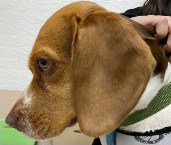 臉半癱、顏面神經麻痺