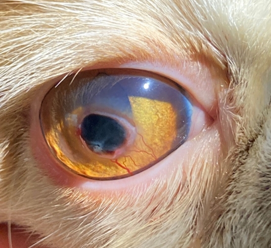 貓壞死性角膜炎