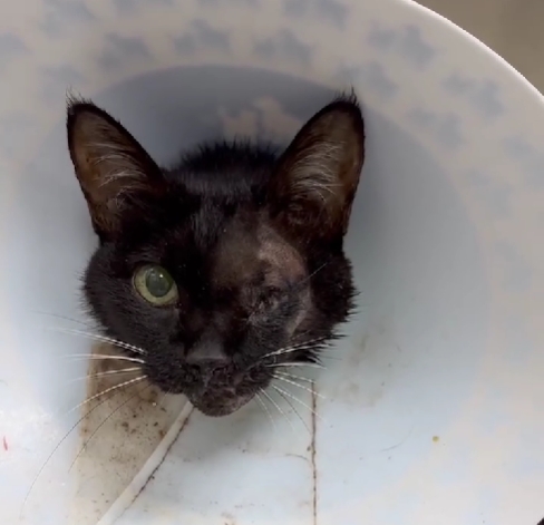 當照護的住院動物突然會說話xDD