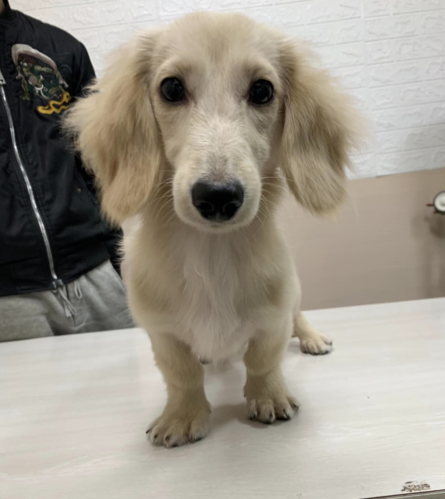 犬貓醫生的幸福療癒處方