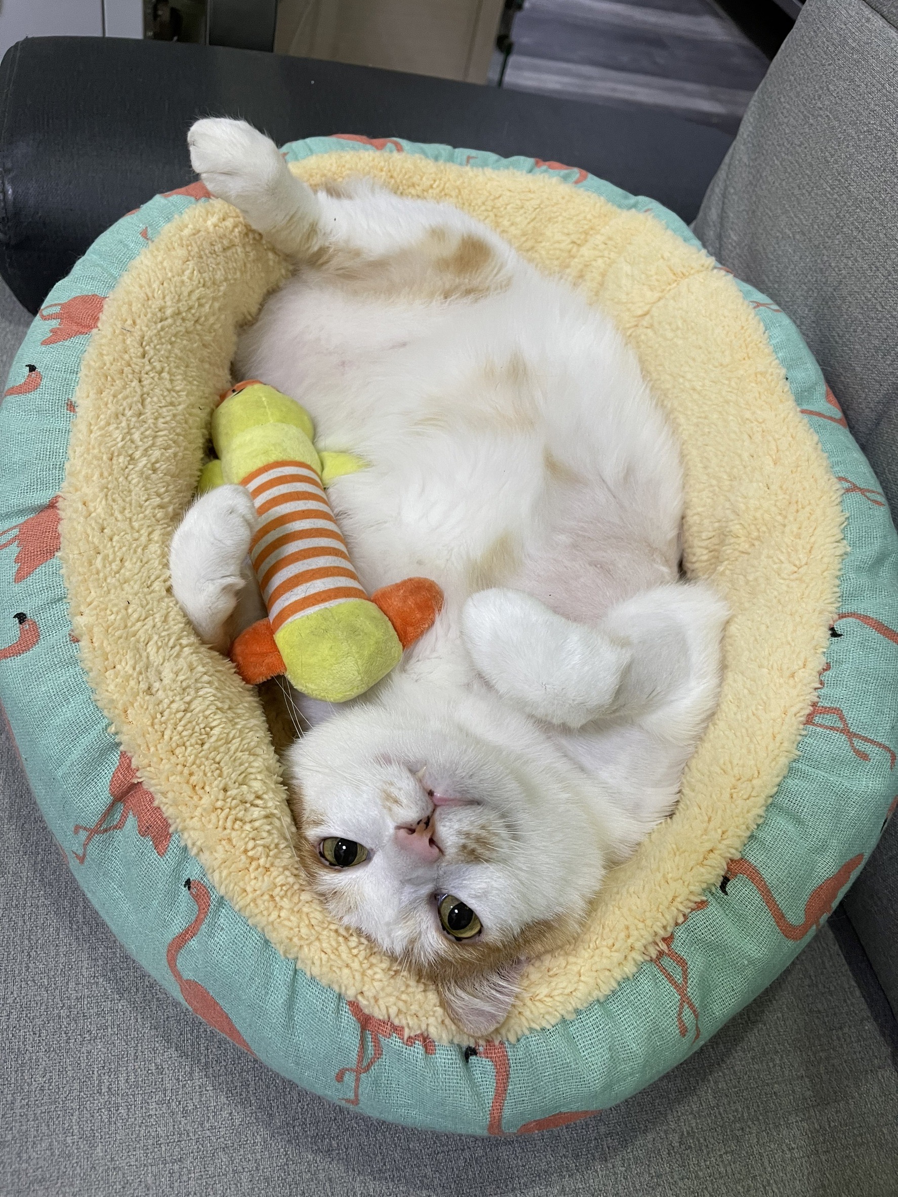 院貓白白的小故事