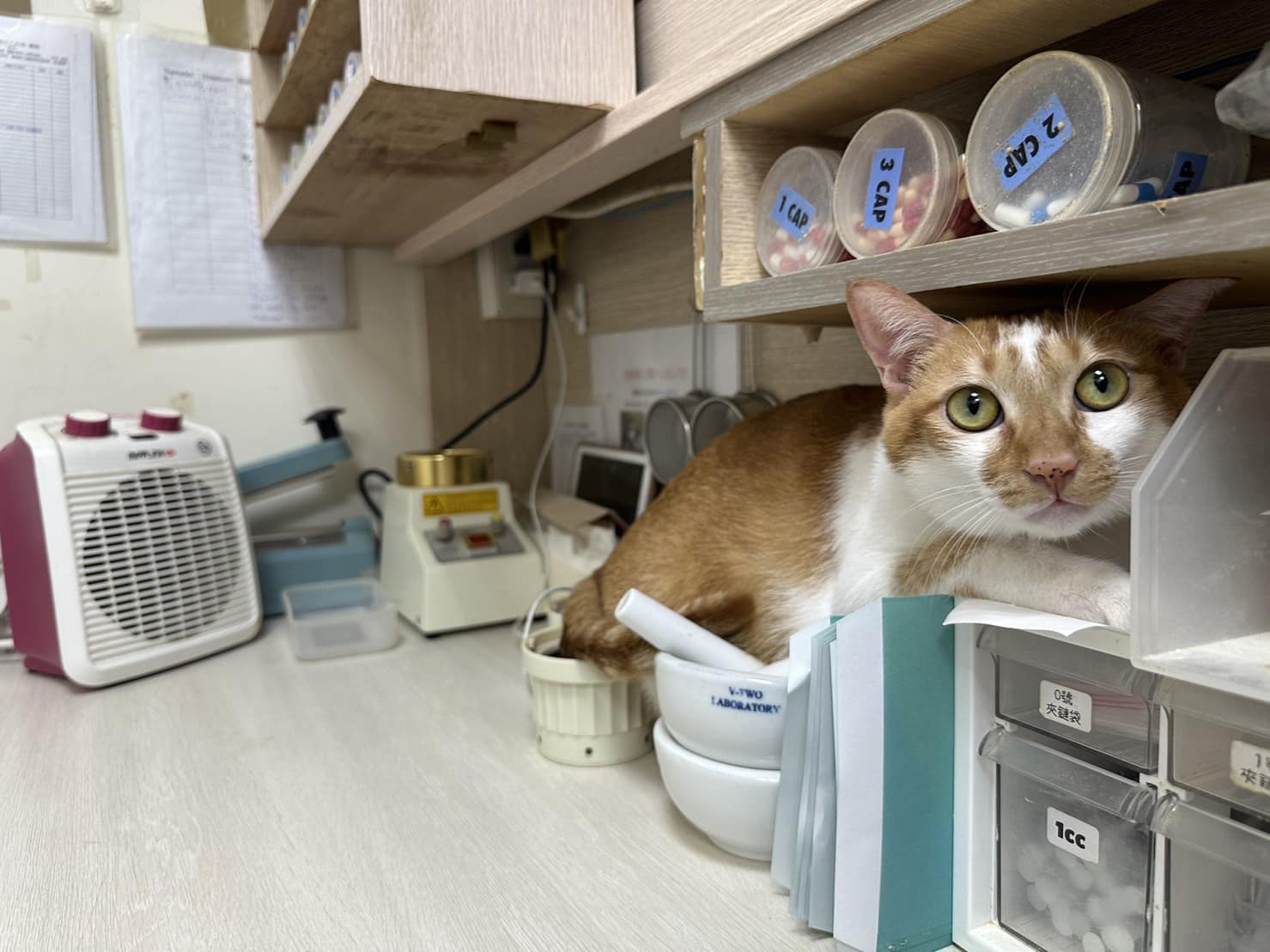 電暖器旁長貓貓