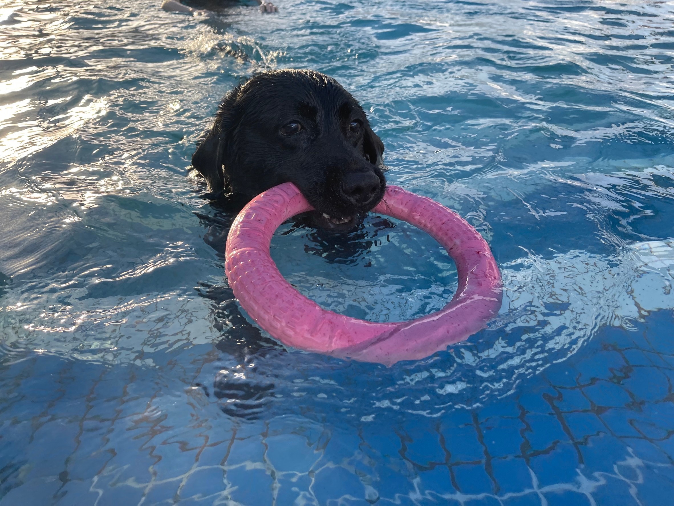 院犬們的校外教學