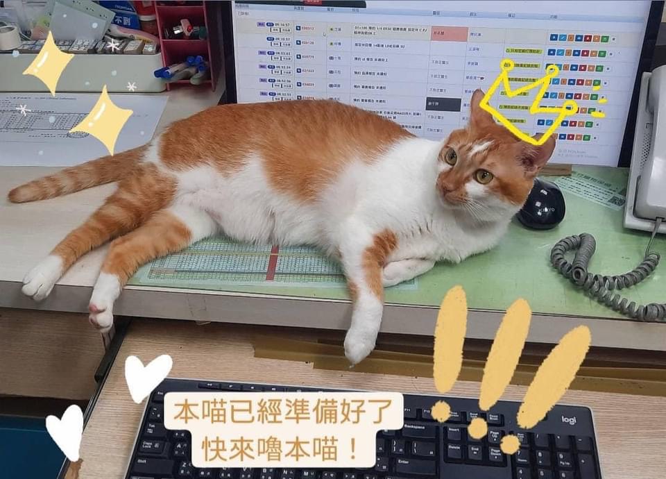 公關貓貓歡迎拍打