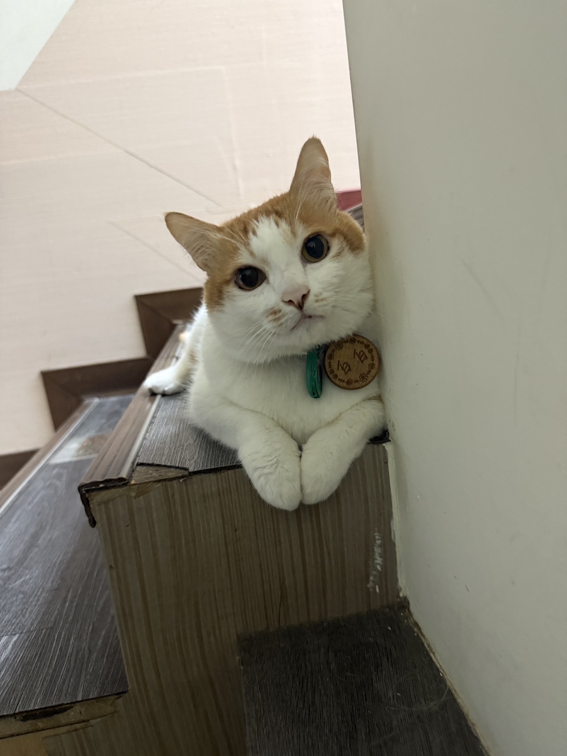 世界貓奴日快樂