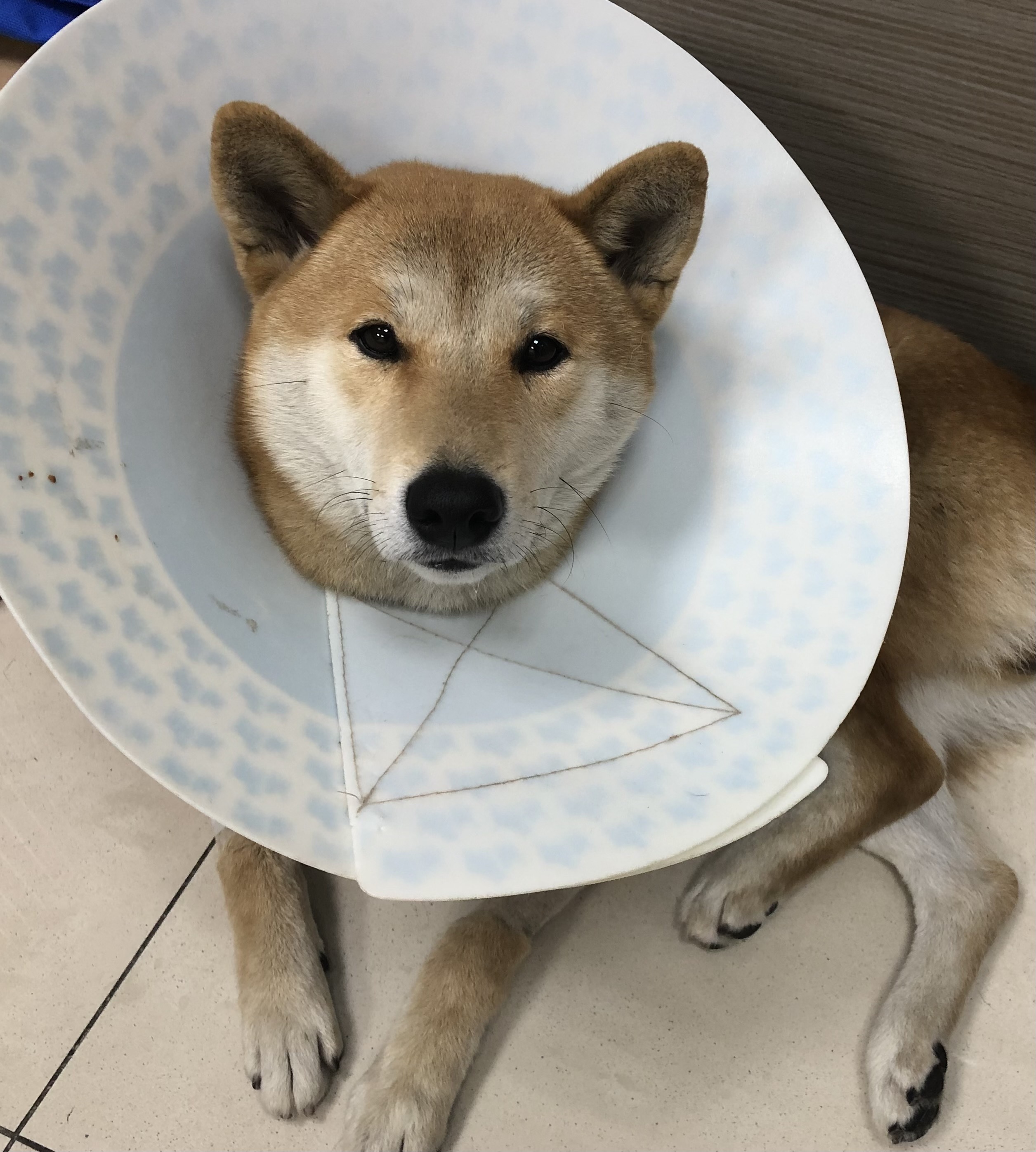 狗狗後腳癱瘓也有可能是血栓 不一定是骨骼神經肌肉問題喔