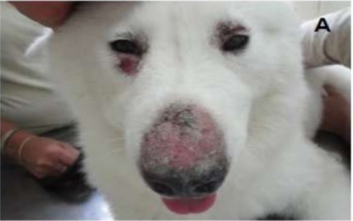 犬隻系統性紅斑性狼瘡（SLE）