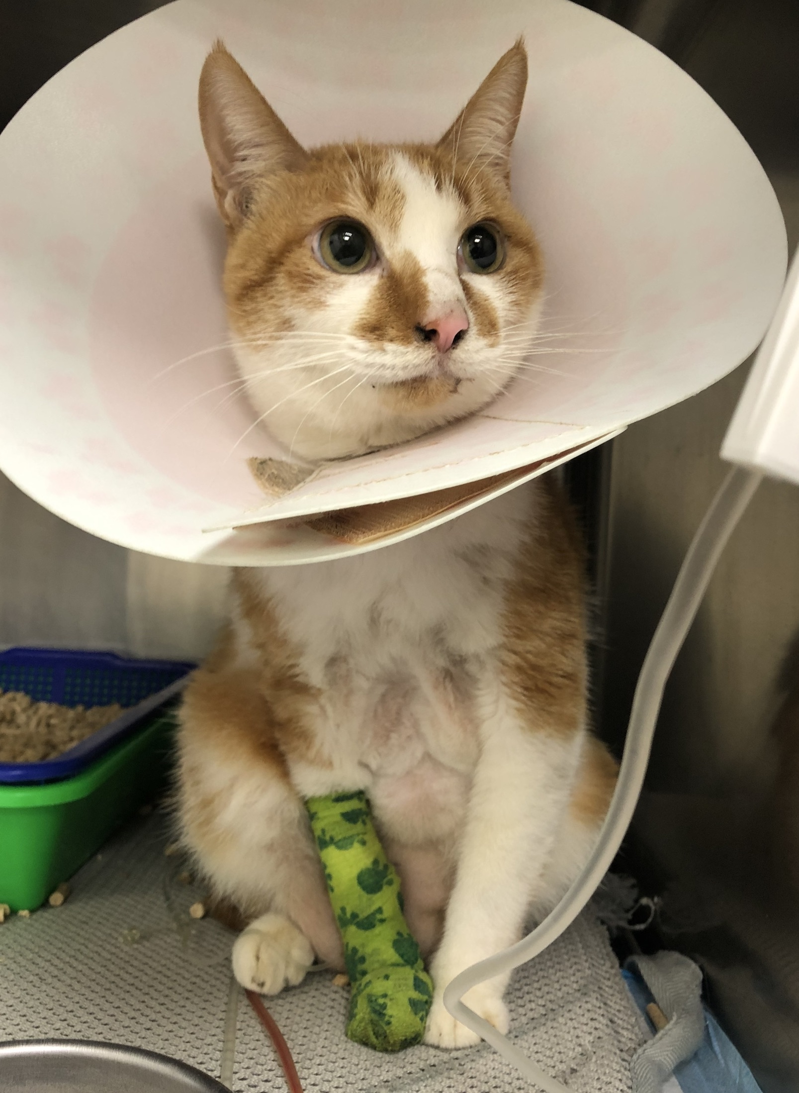 貓咪酒精注射腎臟囊腫抽吸 治療多囊腎病